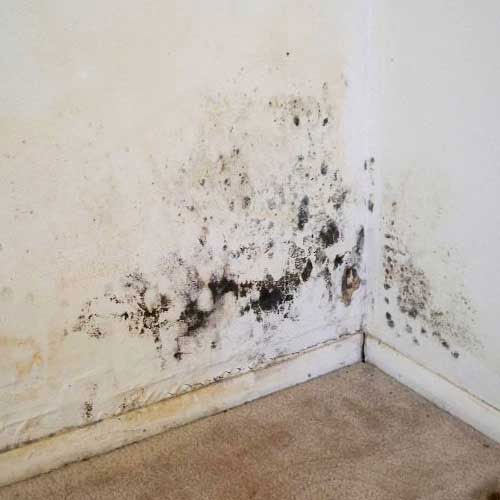 Schimmelvorming en vochtplekken op binnenmuur